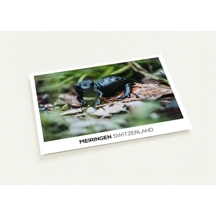 e4cb6209-7319-4b1a-a94e-893e56f8f2da