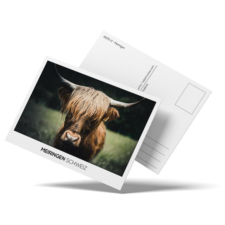 HIGHLAND CATTLE | Postcards - 24 pieces